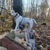 Grisu sucht ein neues Zuhause