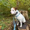 Grisu sucht ein neues Zuhause