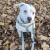Grisu sucht ein neues Zuhause