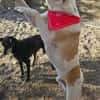 Albush, Junghund sucht neues Zuhause