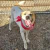 Albush, Junghund sucht neues Zuhause