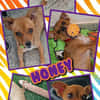 junge kleine sehr liebe Honey auf PS 91286