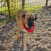 Omleta, Junghund sucht neues Zuhause