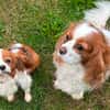 Ribizli, hübsche Cavalier King Charles Hündin geb. 01/2019