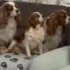 Ribizli, hübsche Cavalier King Charles Hündin geb. 01/2019