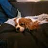 Ribizli, hübsche Cavalier King Charles Hündin geb. 01/2019