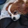 Ribizli, hübsche Cavalier King Charles Hündin geb. 01/2019