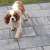 Alaska, süße Cavalier King Charles Hündin geb. 02/2018