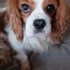 Alaska, süße Cavalier King Charles Hündin geb. 02/2018