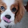 Alaska, süße Cavalier King Charles Hündin geb. 02/2018