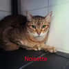 Noisette