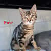 EMIR