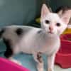 Othello [Chaton]