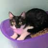 Hippolyte [Chaton]