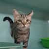 Vaya [Chaton]