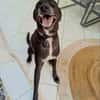 Cachou, l'adorable louloute
