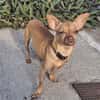 COCO, un super chien