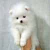 Blanche