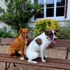 Bytchou, petit canaillou