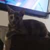 MERVEILLE