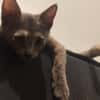 MERVEILLE