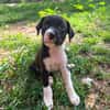 Nouche, Femelle, X Terrier Jack Russel, née le 15/06/2026 🐶