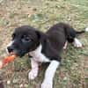 Nouche, Femelle, X Terrier Jack Russel, née le 15/06/2026 🐶