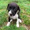 Nouche, Femelle, X Terrier Jack Russel, née le 15/06/2026 🐶
