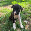 Nouche, Femelle, X Terrier Jack Russel, née le 15/06/2026 🐶