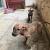 Lexi, Femelle, X Berger, née le 15/05/2026 🐶