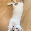 KUSMI À ADOPTER AVEC UN CHAT DÉJÀ CHEZ VOUS