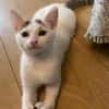 KUSMI À ADOPTER AVEC UN CHAT DÉJÀ CHEZ VOUS
