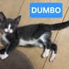 DUMBO À ADOPTER AVEC UN CHAT DÉJÀ PRÉSENT CHEZ VOUS