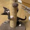 DUMBO À ADOPTER AVEC UN CHAT DÉJÀ PRÉSENT CHEZ VOUS