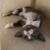 DUMBO À ADOPTER AVEC UN CHAT DÉJÀ PRÉSENT CHEZ VOUS