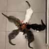 DUMBO À ADOPTER AVEC UN CHAT DÉJÀ PRÉSENT CHEZ VOUS