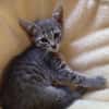 GALANGA À ADOPTER AVEC UN CHAT DÉJÀ PRÉSENT CHEZ VOUS