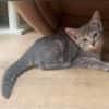 GALANGA À ADOPTER AVEC UN CHAT DÉJÀ PRÉSENT CHEZ VOUS