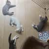 GALANGA À ADOPTER AVEC UN CHAT DÉJÀ PRÉSENT CHEZ VOUS