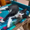 YONDUA À ADOPTER AVEC UN CHAT DÉJÀ PRÉSENT CHEZ VOUS