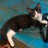 YONDUA À ADOPTER AVEC UN CHAT DÉJÀ PRÉSENT CHEZ VOUS