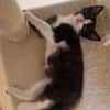 YONDUA À ADOPTER AVEC UN CHAT DÉJÀ PRÉSENT CHEZ VOUS