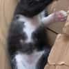YONDUA À ADOPTER AVEC UN CHAT DÉJÀ PRÉSENT CHEZ VOUS