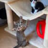 YONDUA À ADOPTER AVEC UN CHAT DÉJÀ PRÉSENT CHEZ VOUS