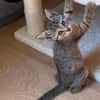 GOHANNA À ADOPTER AVEC UN CHAT DÉJÀ PRÉSENT CHEZ VOUS