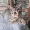 GOHANNA À ADOPTER AVEC UN CHAT DÉJÀ PRÉSENT CHEZ VOUS