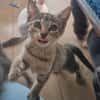 GOHANNA À ADOPTER AVEC UN CHAT DÉJÀ PRÉSENT CHEZ VOUS