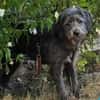 Schüchterne Marnie sucht ihr -Für-immer-Zuhause-