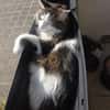 LUTZ + MR.JINGLES: gemeinsamer Neuanfang bei Maine Coon Fans
