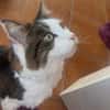 LUTZ + MR.JINGLES: gemeinsamer Neuanfang bei Maine Coon Fans